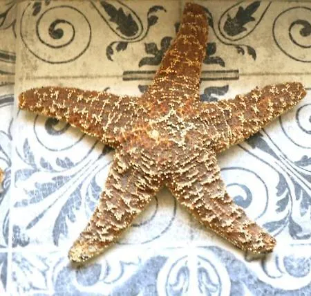 Maestral Lejlighed *