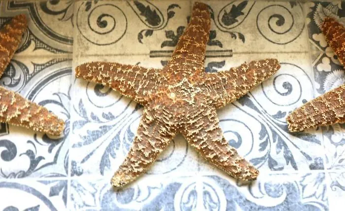 Maestral Lejlighed *